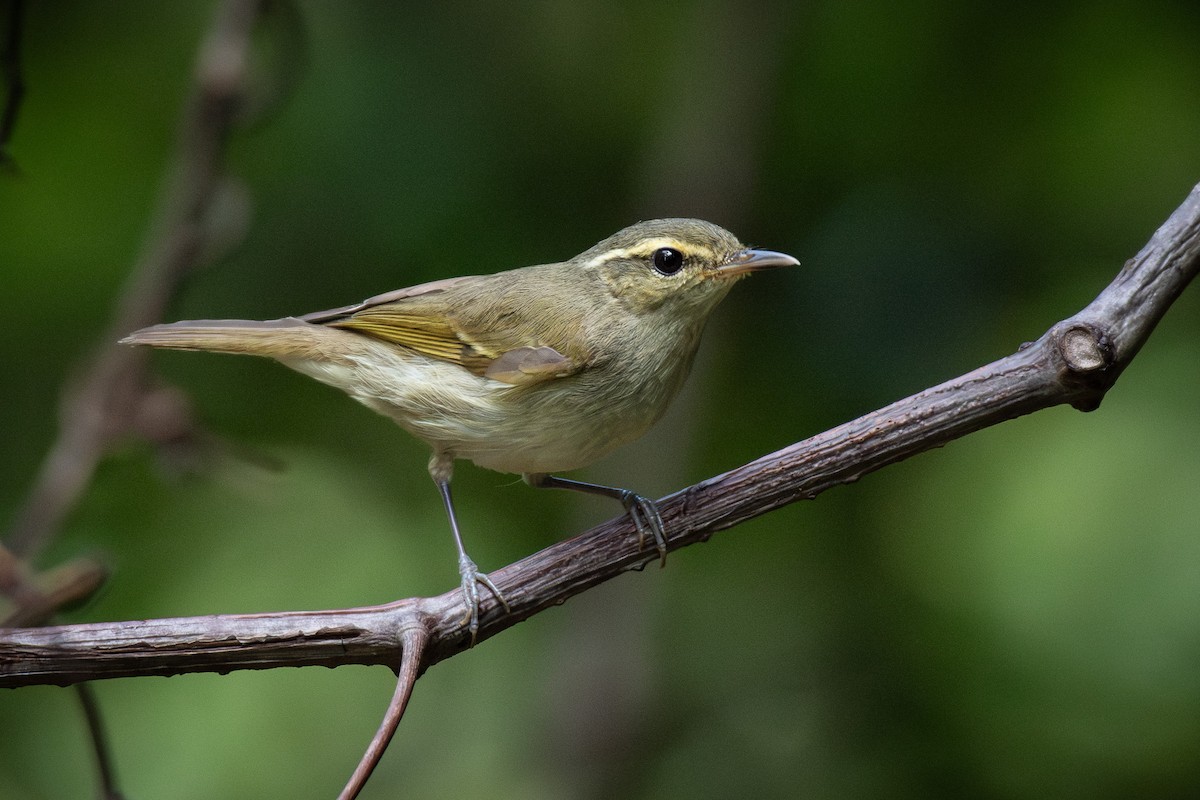 Large-billed Leaf Warbler - ML646817480