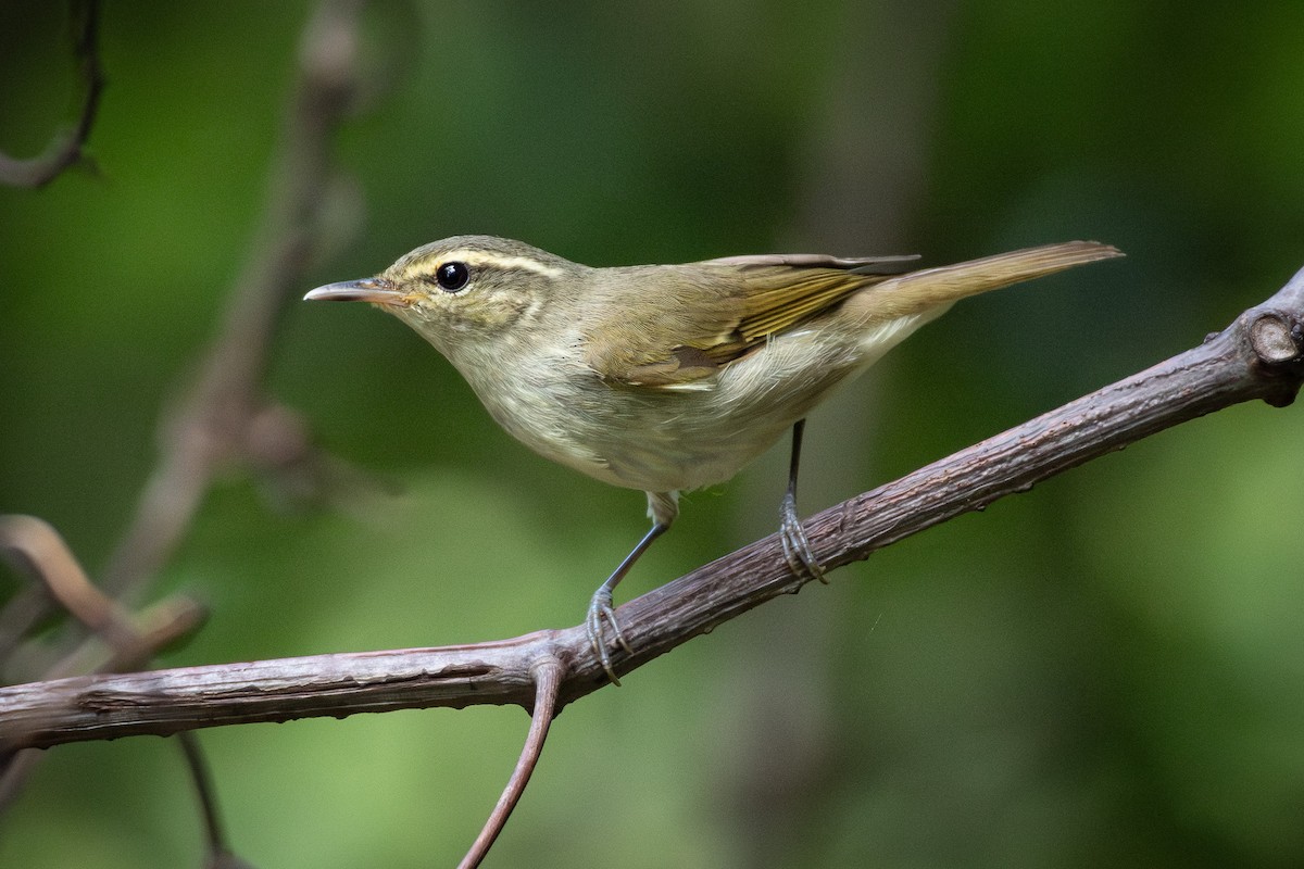 Large-billed Leaf Warbler - ML646817481