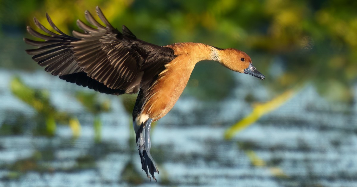 Gelbbrust-Pfeifgans - ML646817483