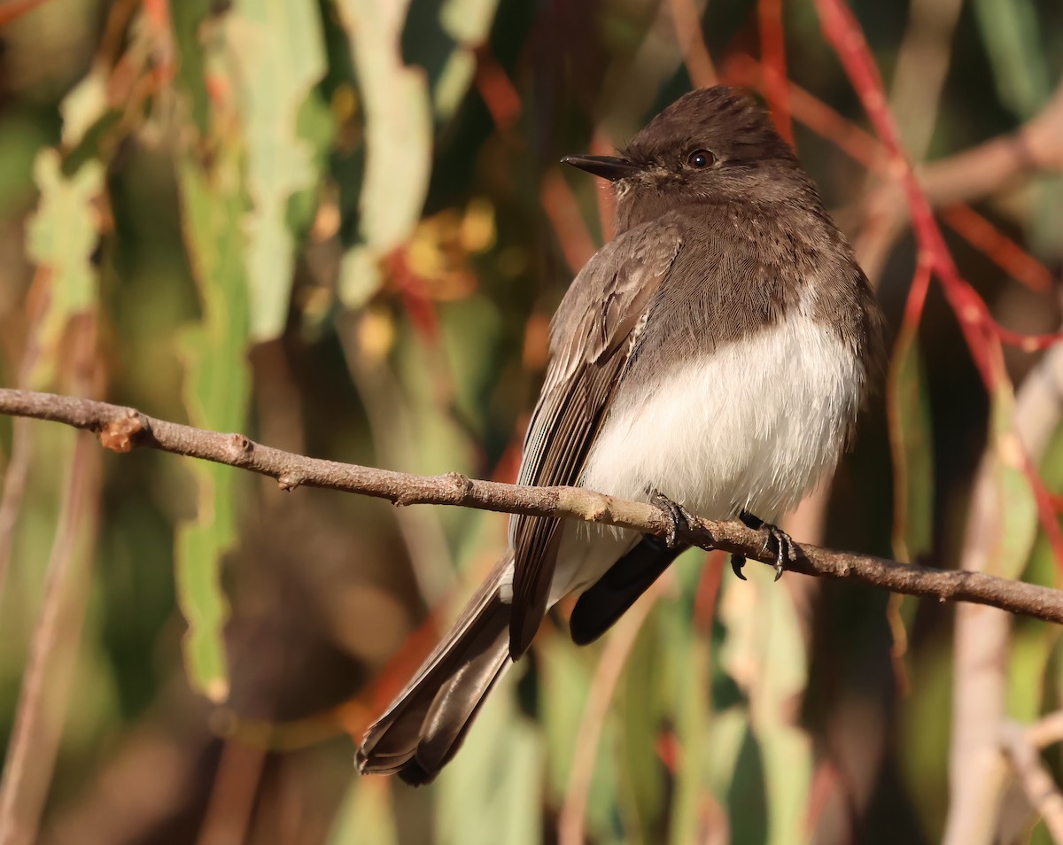 Black Phoebe - ML646817484