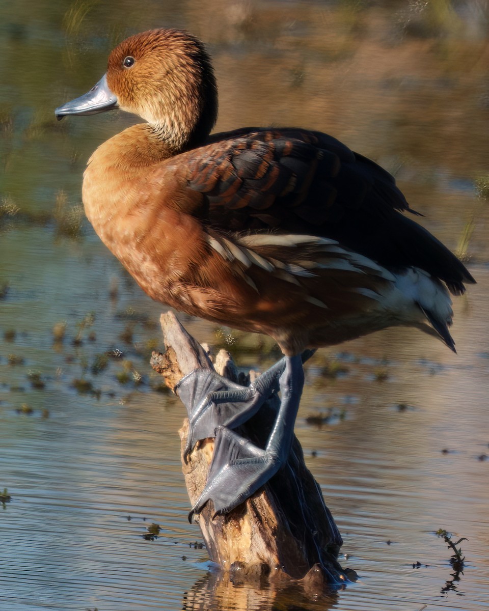 Gelbbrust-Pfeifgans - ML646817485