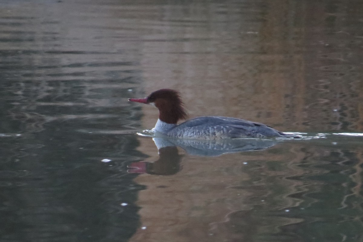 laksand - ML646817486