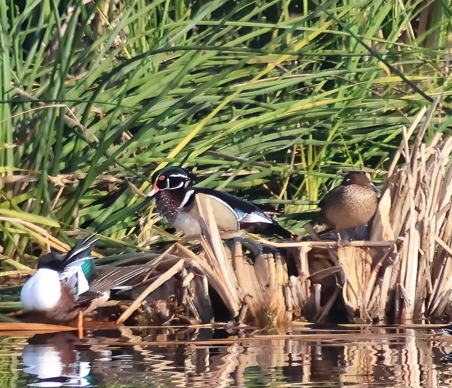 Wood Duck - ML646817487