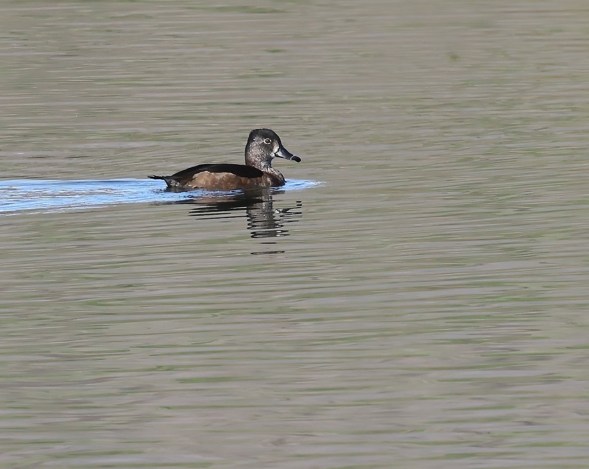 Ring-necked Duck - ML646817490