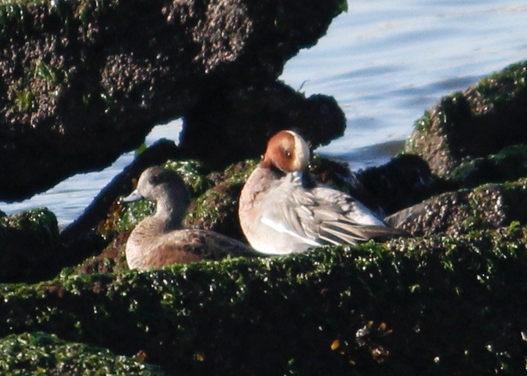 Eurasian Wigeon - ML646817491
