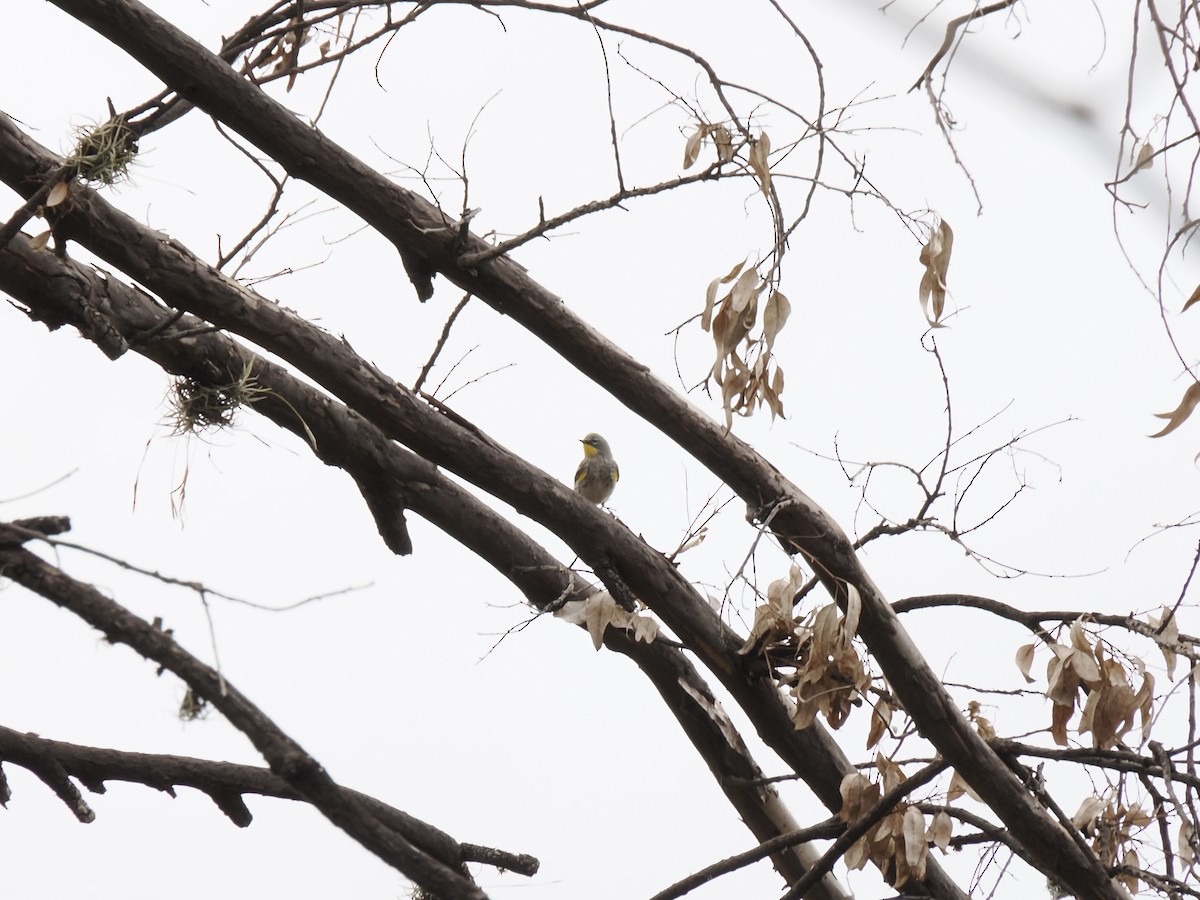 Yellow-rumped Warbler - ML646817492