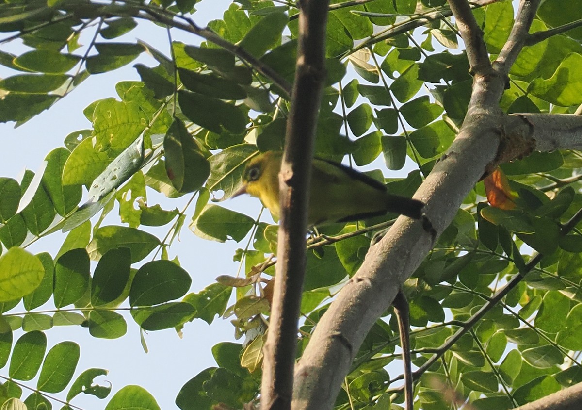 Lemon-bellied White-eye - ML646817493