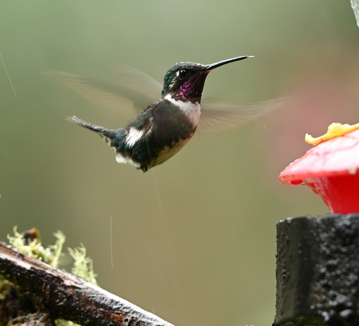 Weißbauchelfe - ML646817494