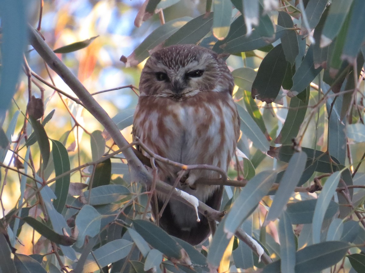 slipeugle - ML646817496