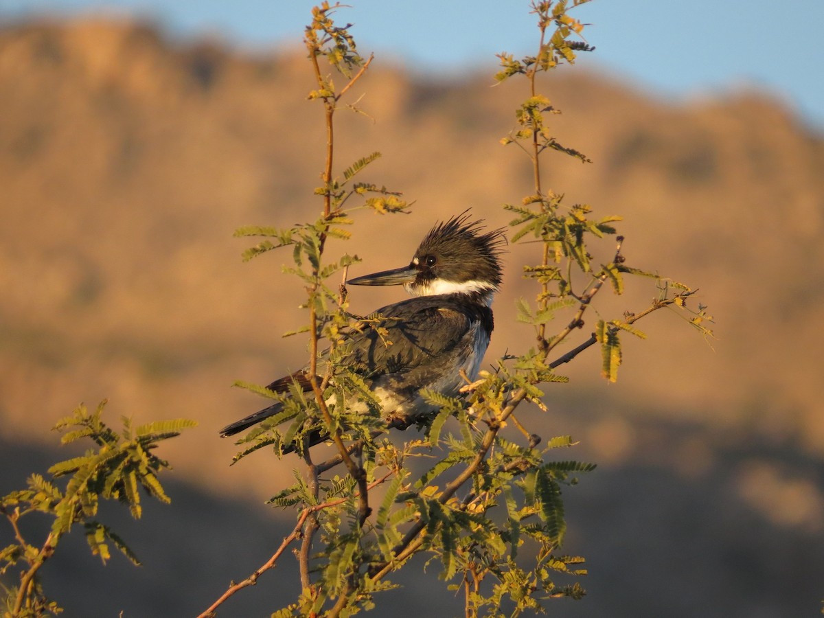 belteisfugl - ML646817499