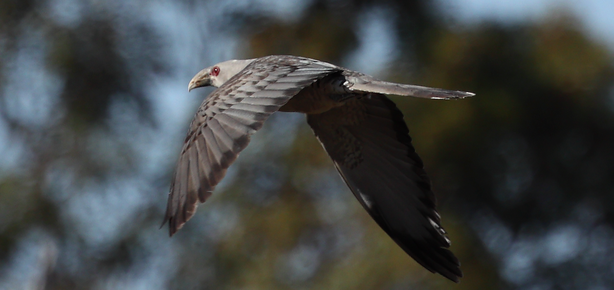 Channel-billed Cuckoo - ML646817500