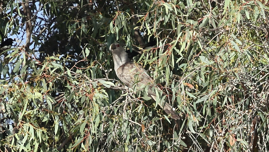 Channel-billed Cuckoo - ML646817501