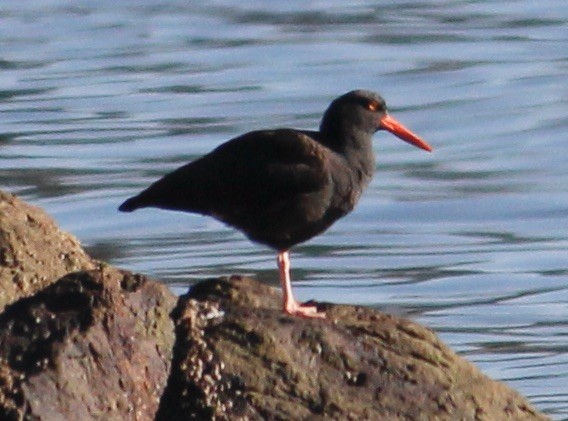 Black Oystercatcher - ML646817502