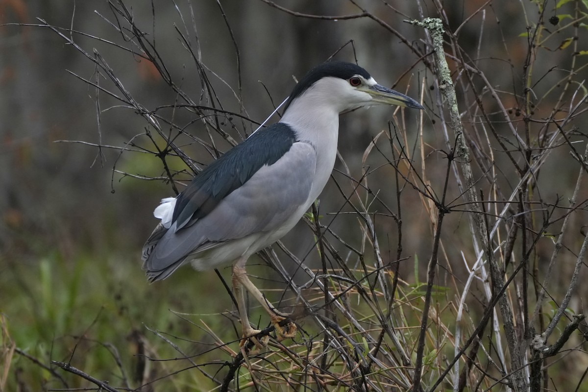 Black-crowned Night Heron - ML646817505