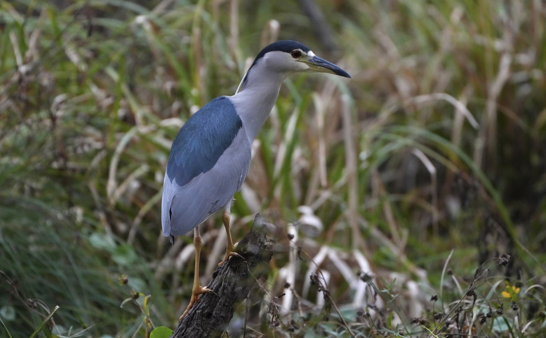 Black-crowned Night Heron - ML646817506