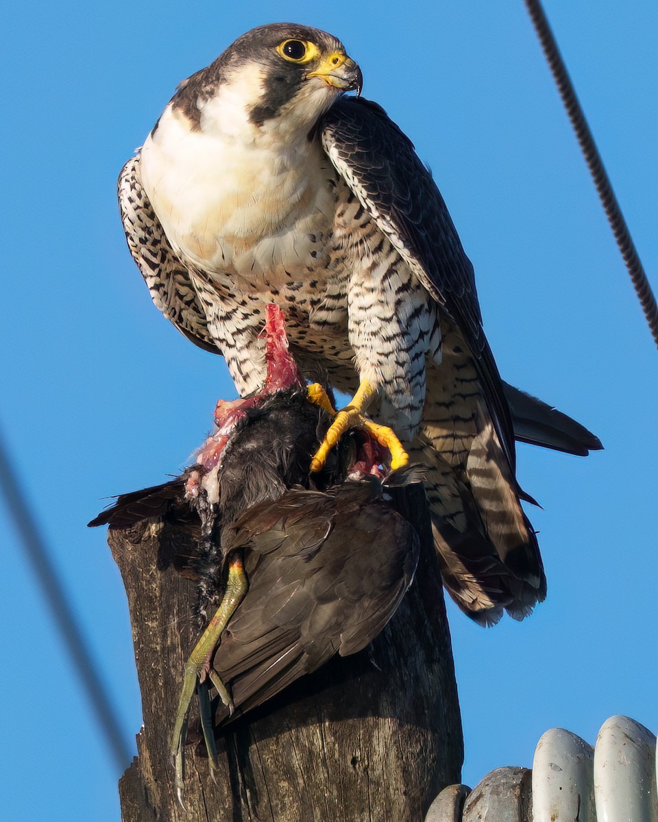 Wanderfalke - ML646817508