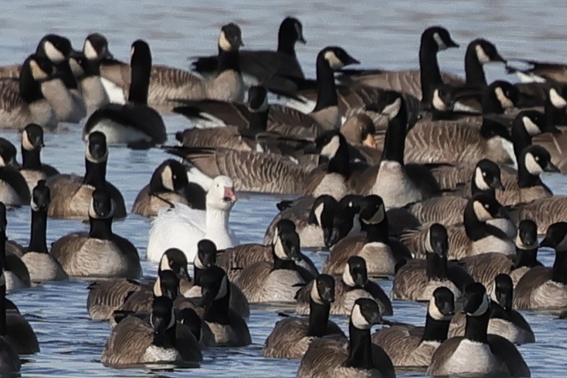 Snow Goose - ML646817509