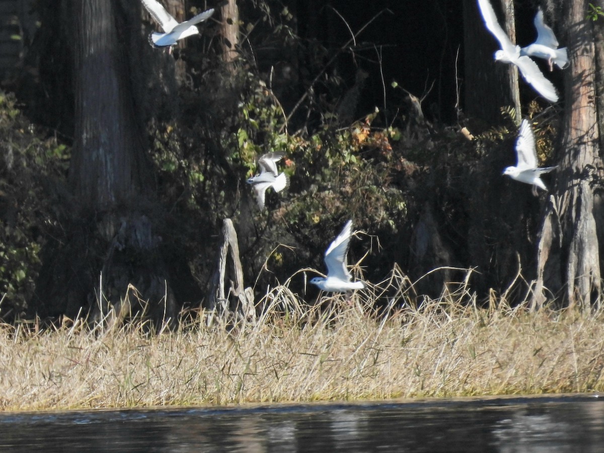 gull sp. - ML646817512