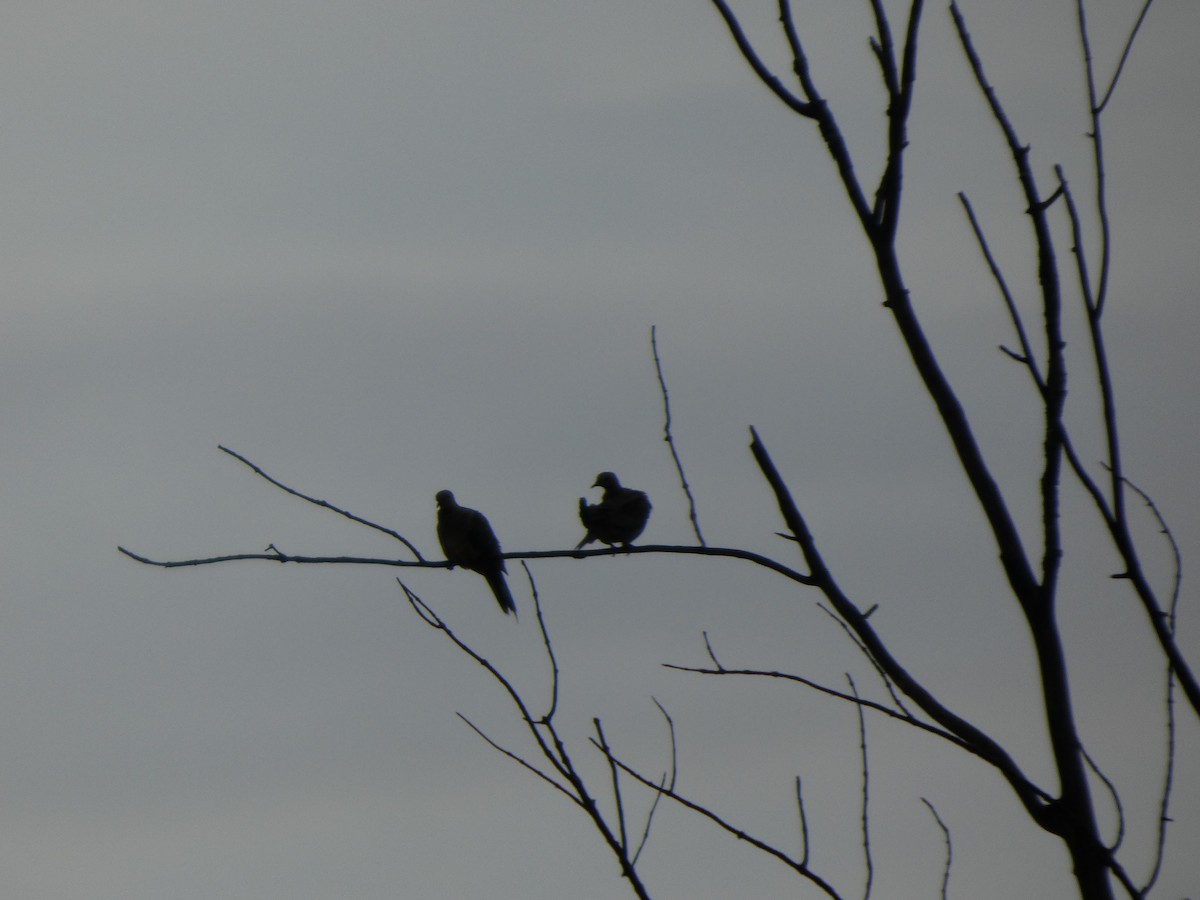 Zenaida Huilota - ML646817514