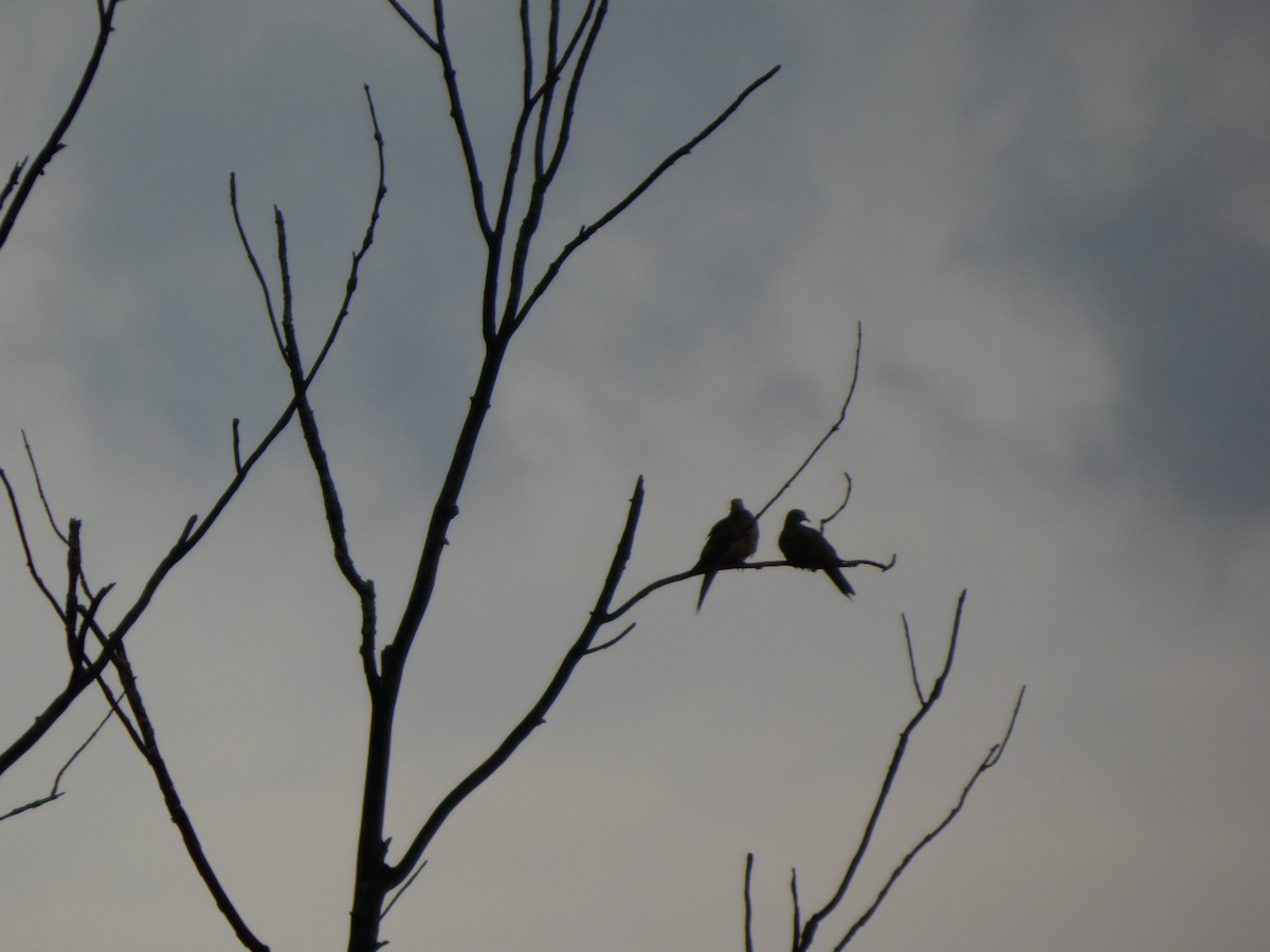 Zenaida Huilota - ML646817515