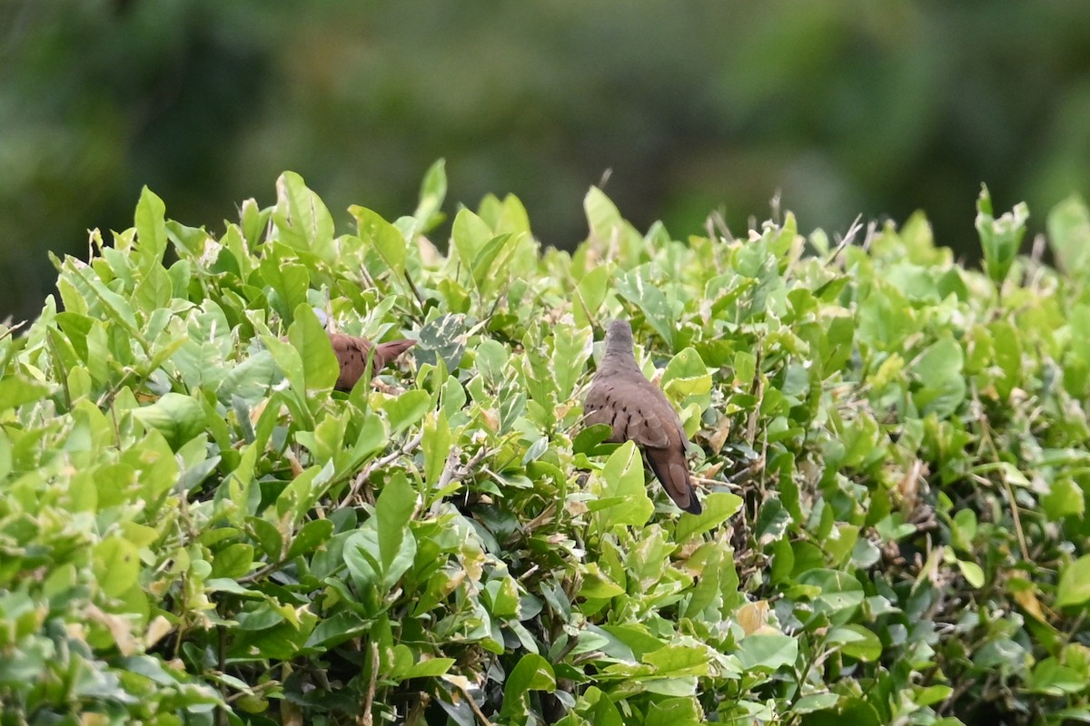 Ruddy Ground Dove - ML646817516