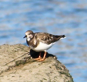 Ruddy Turnstone - ML646817517