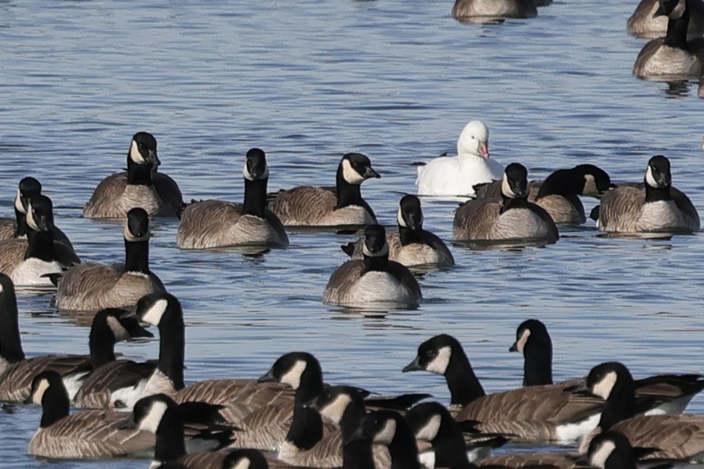Ross's Goose - ML646817518