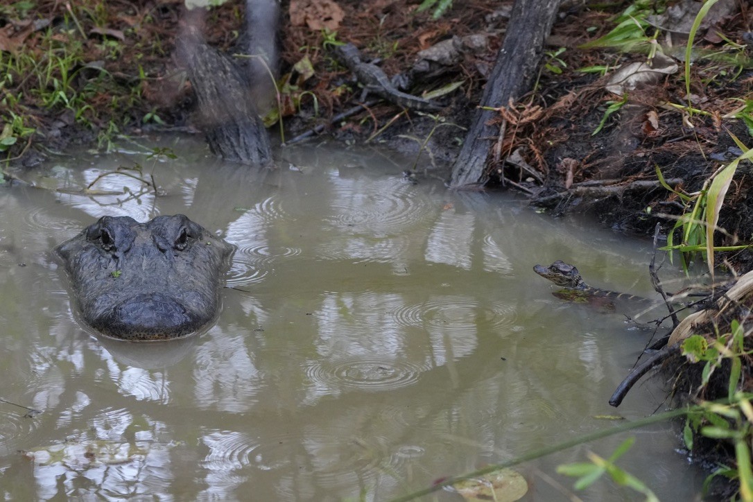 American Alligator - ML646817526