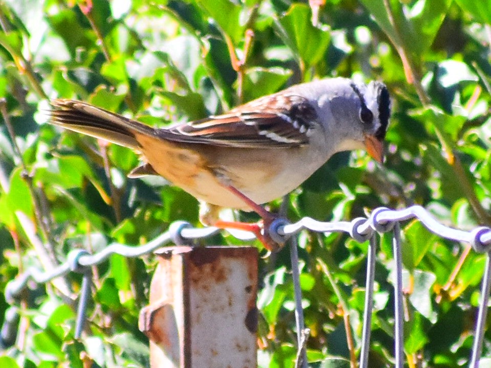 White-crowned Sparrow (Gambel's) - ML646817527