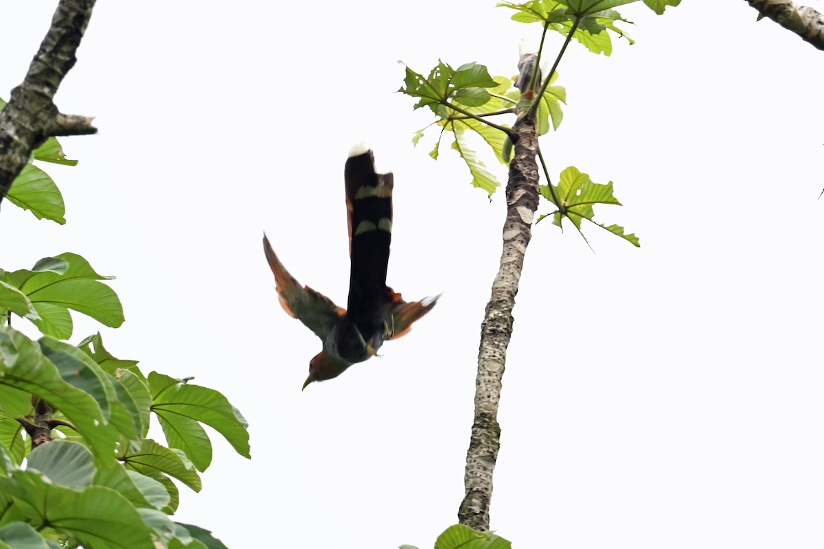 Common Squirrel-Cuckoo - ML646817528