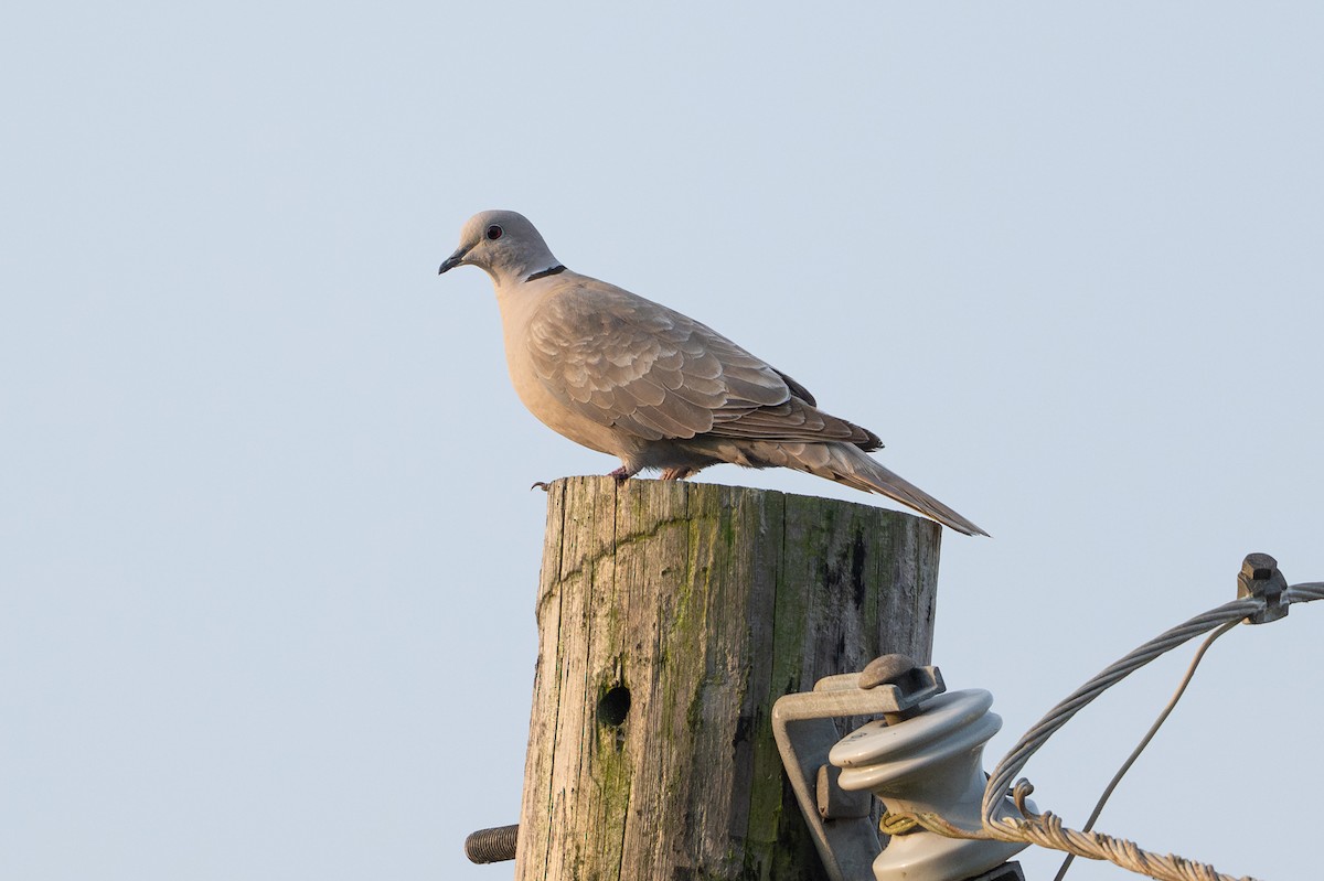 תור צווארון - ML646817530