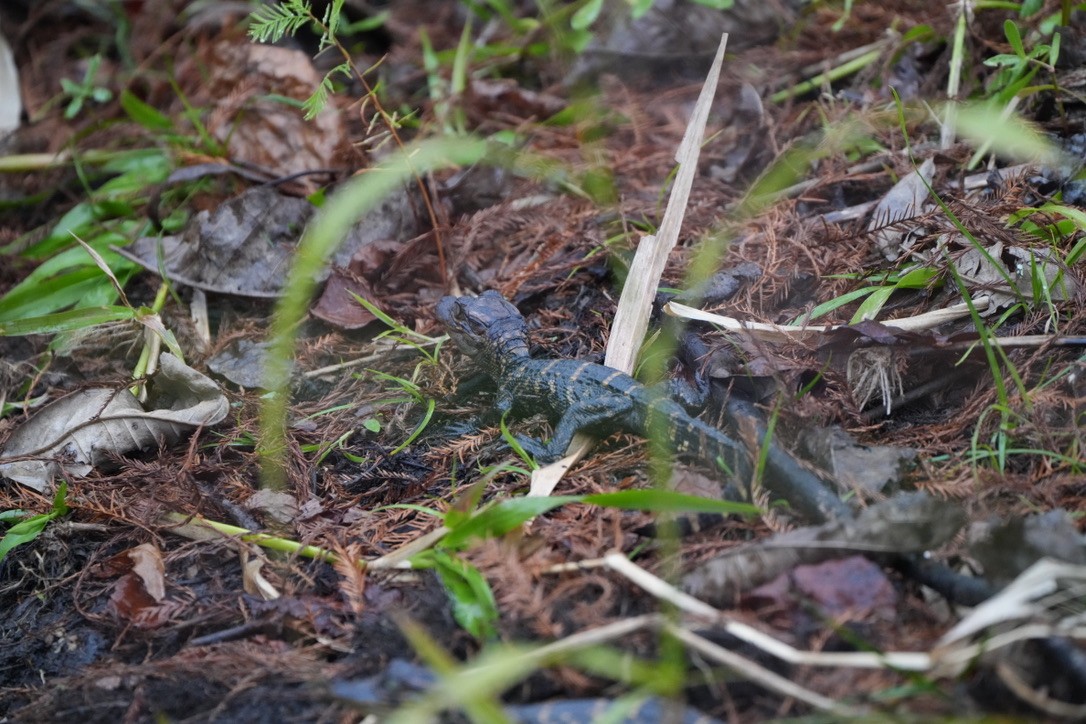 American Alligator - ML646817531