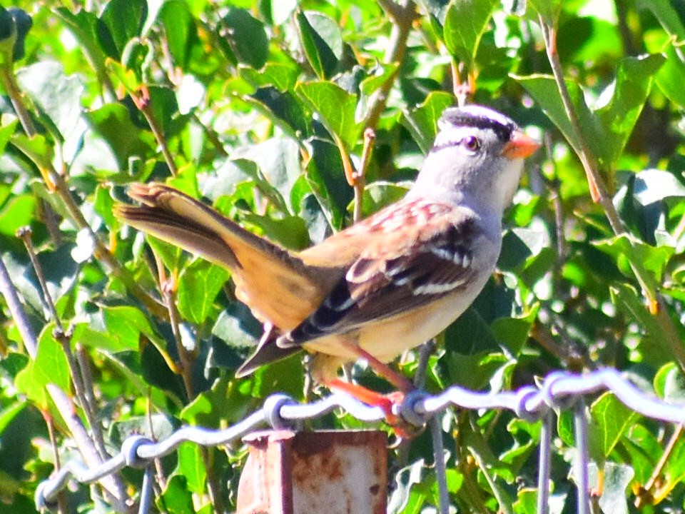 White-crowned Sparrow (Gambel's) - ML646817532