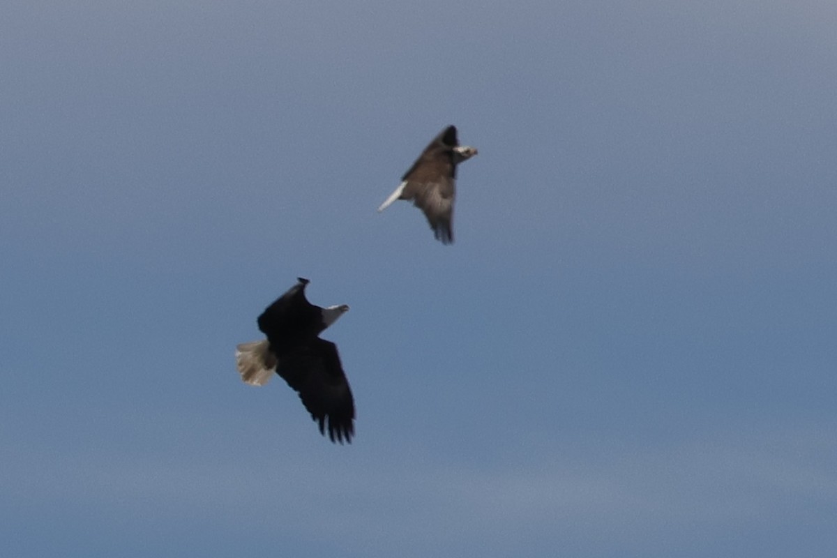 Bald Eagle - ML646817533