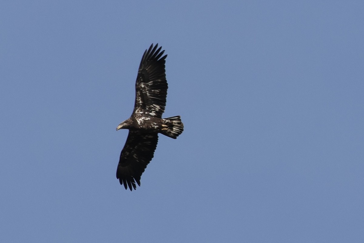 Bald Eagle - ML646817534