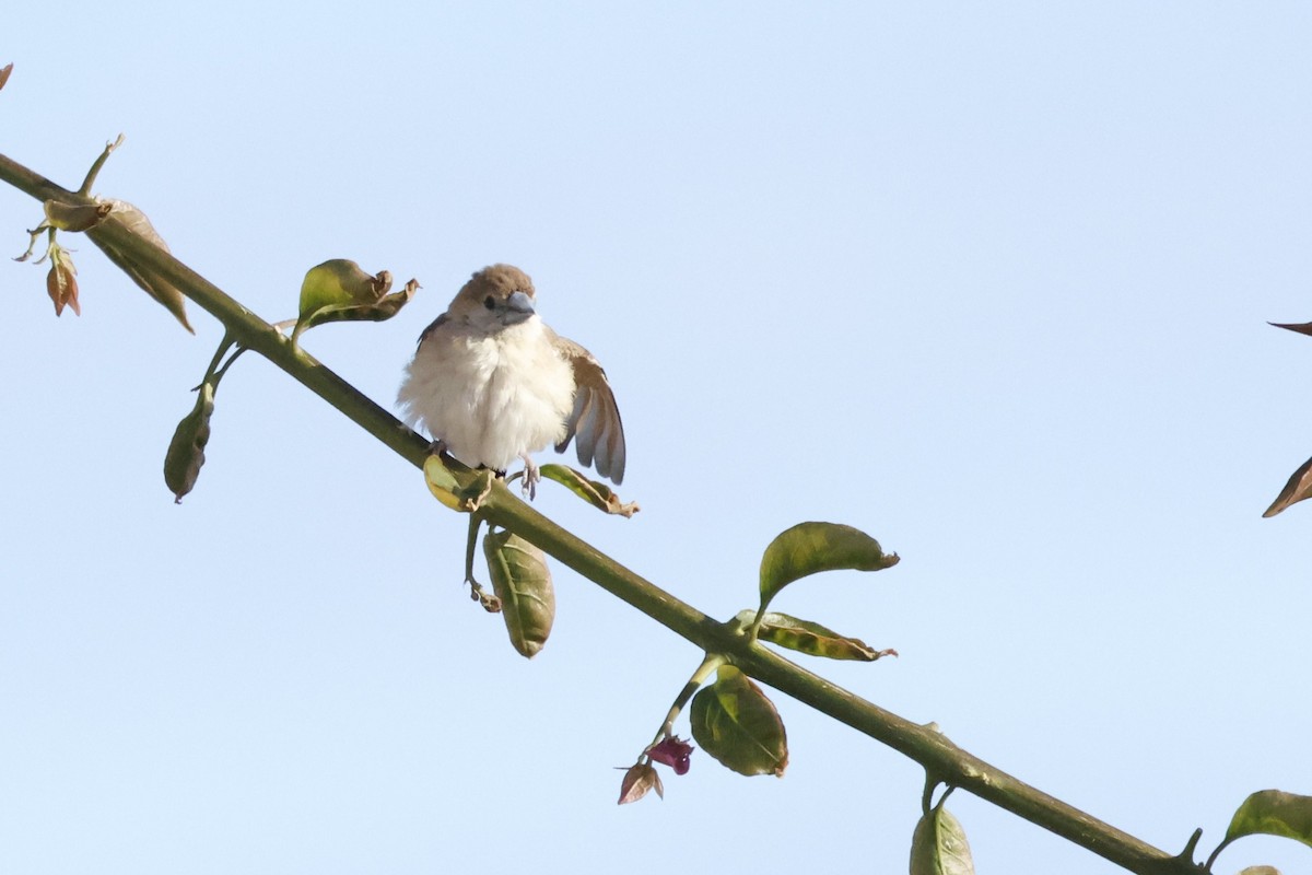 Indian Silverbill - ML646817537