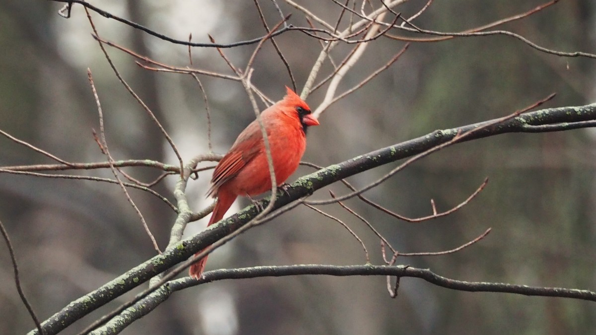 Northern Cardinal - ML646817538