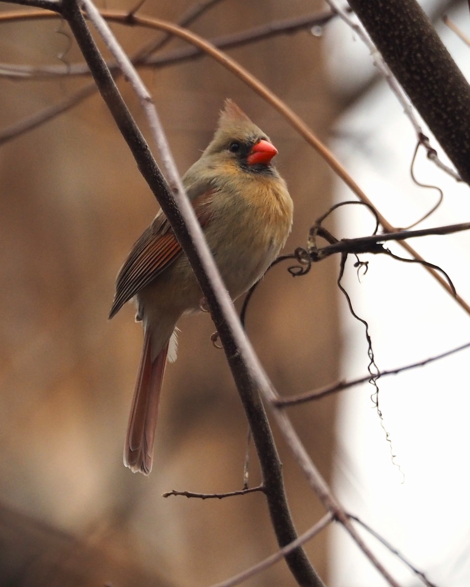 Northern Cardinal - ML646817539