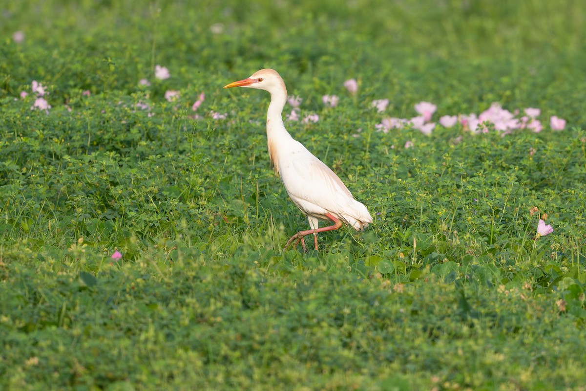 Western Cattle-Egret - ML646817540