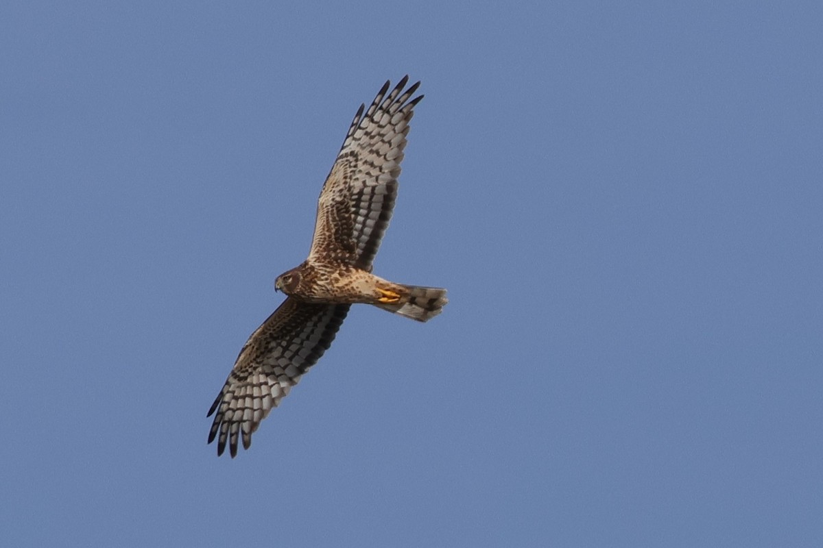Northern Harrier - ML646817541