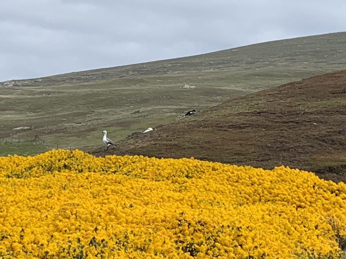 Upland Goose - ML646817542
