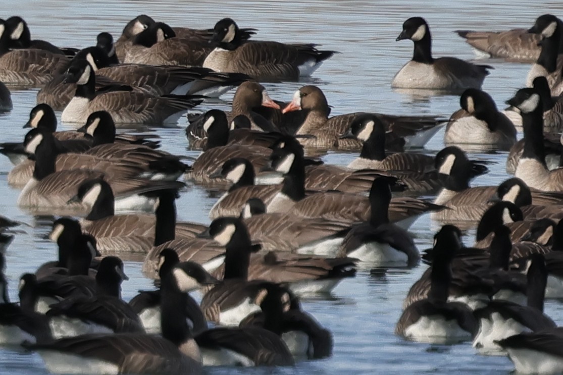 Greater White-fronted Goose - ML646817543