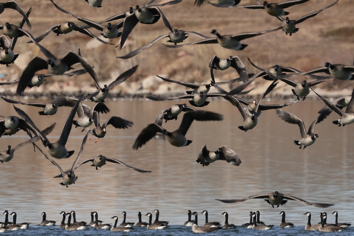 Greater White-fronted Goose - ML646817544