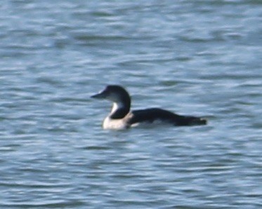 Common Loon - ML646817545
