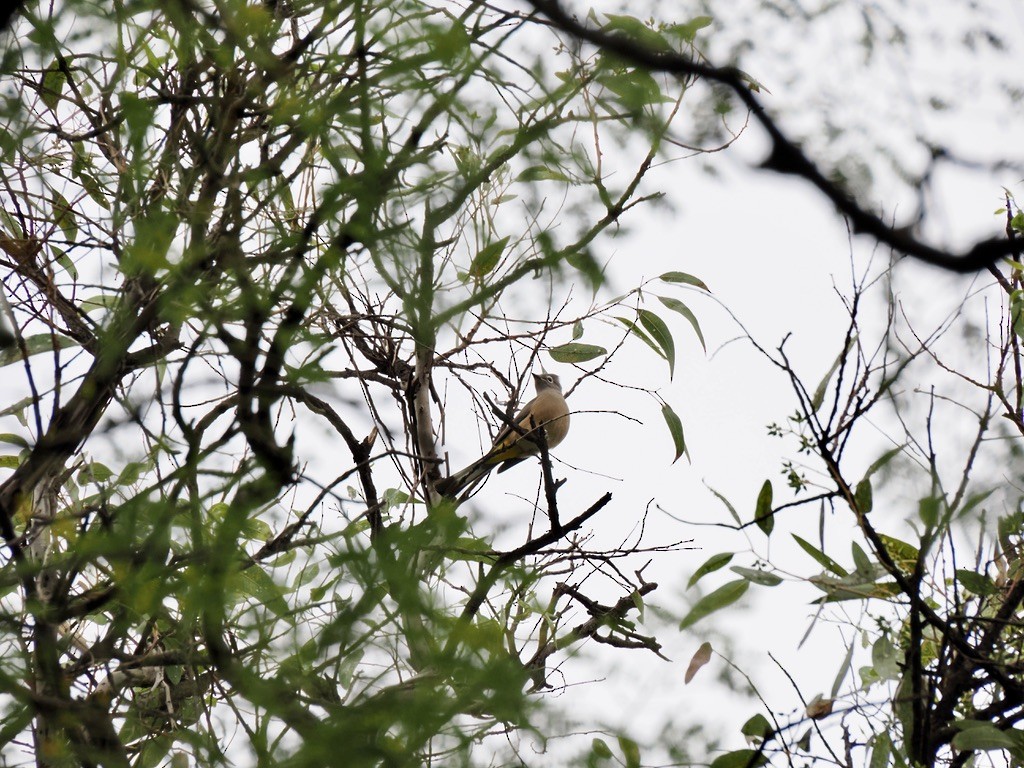 Gray Silky-flycatcher - ML646817546