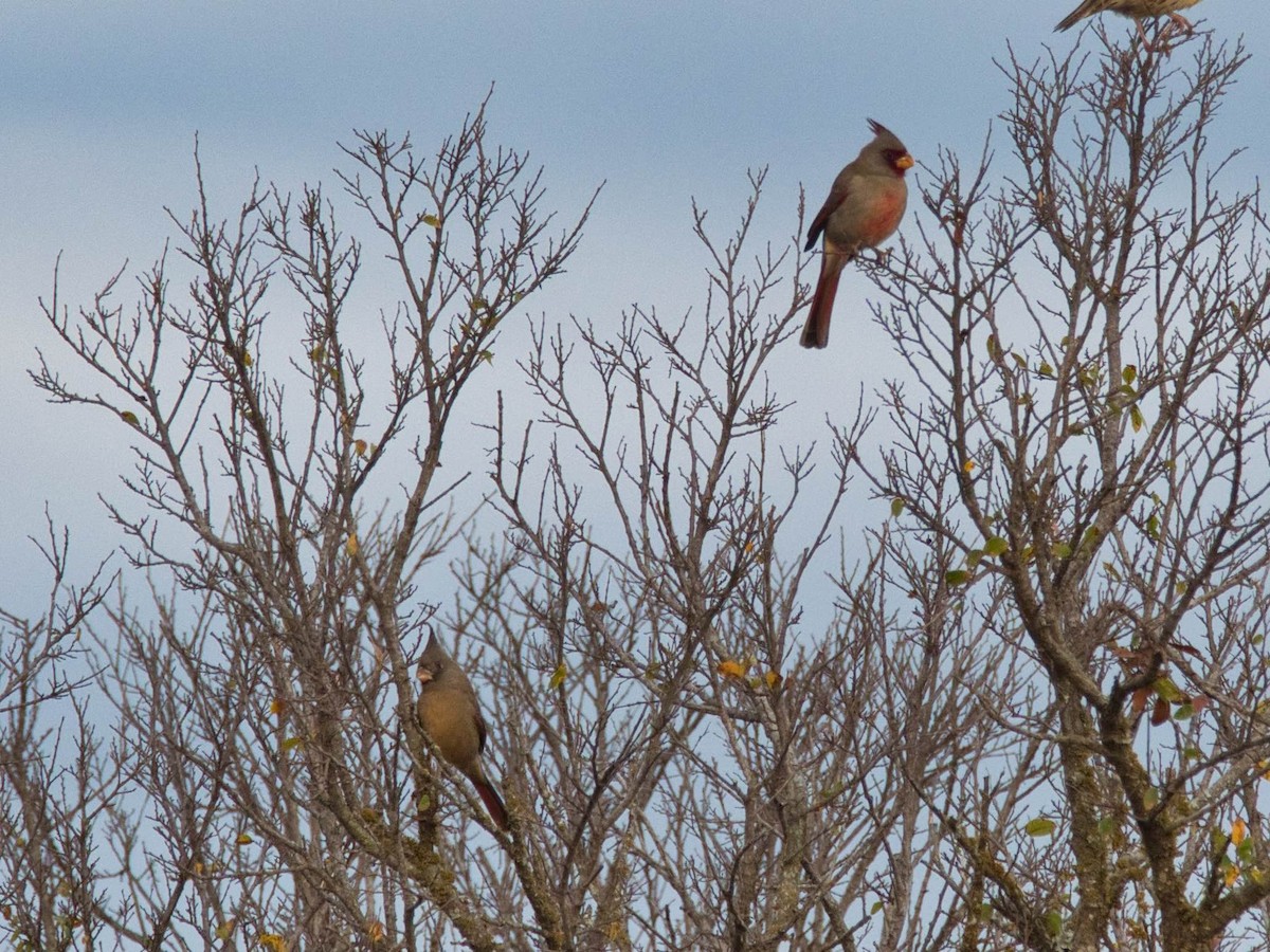 ørkenkardinal - ML646817547