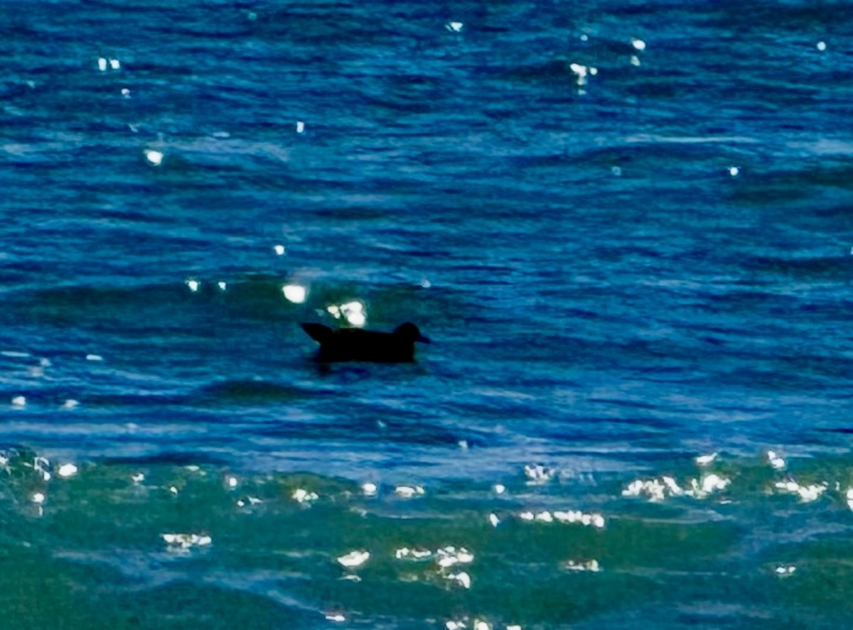 shearwater sp. - ML646817548