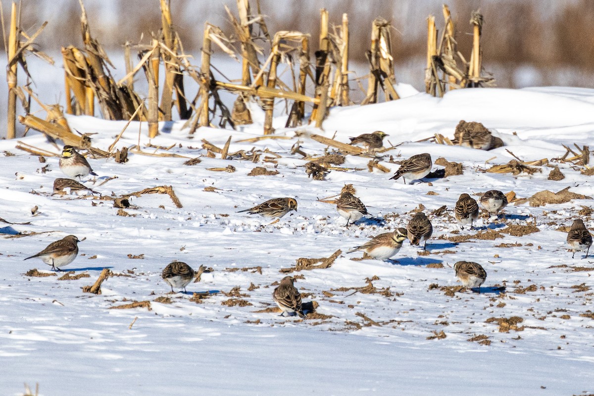 Lapland Longspur - ML646817549