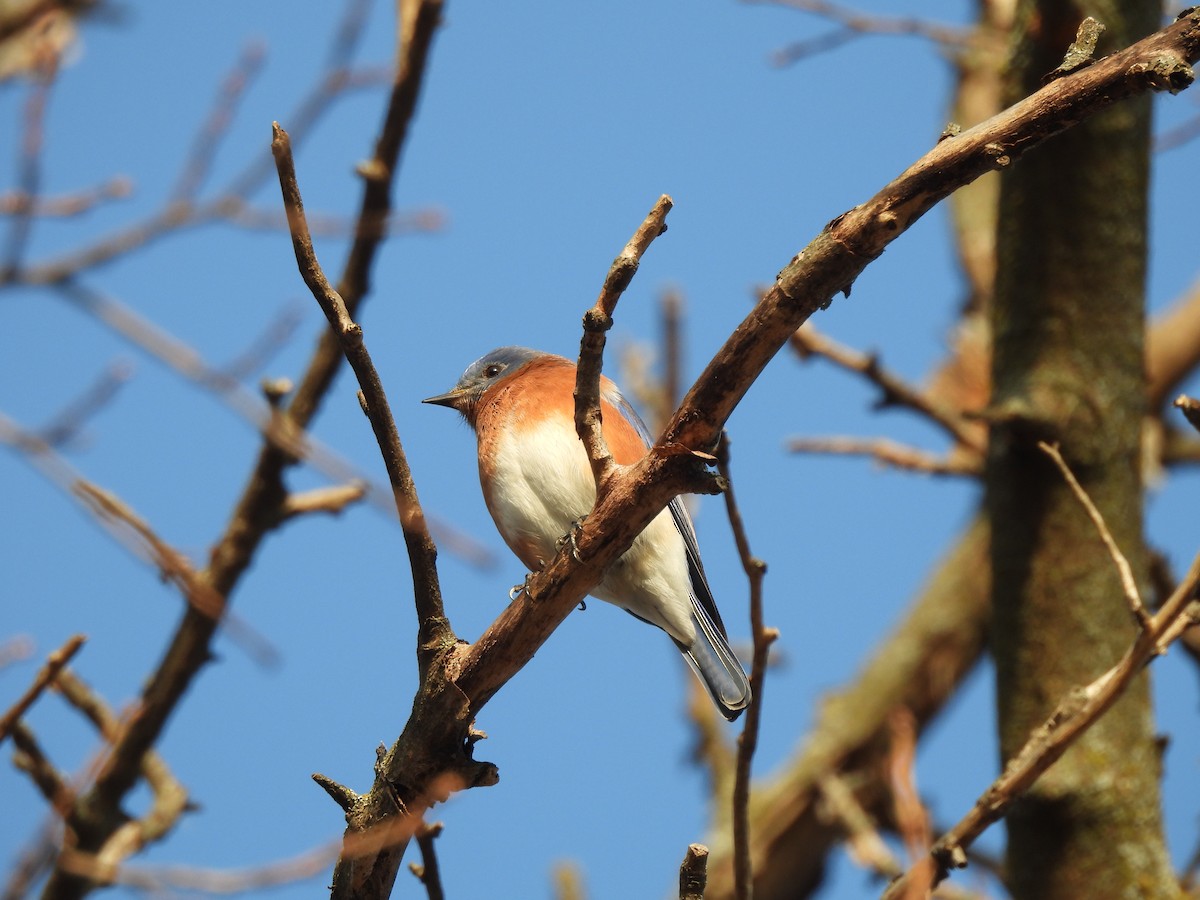 Eastern Bluebird - ML646817550