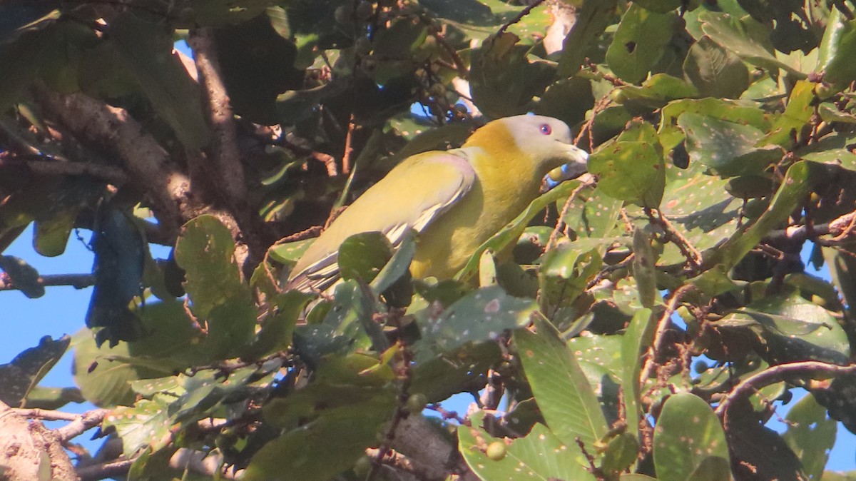 Yellow-footed Green-Pigeon - ML646817551